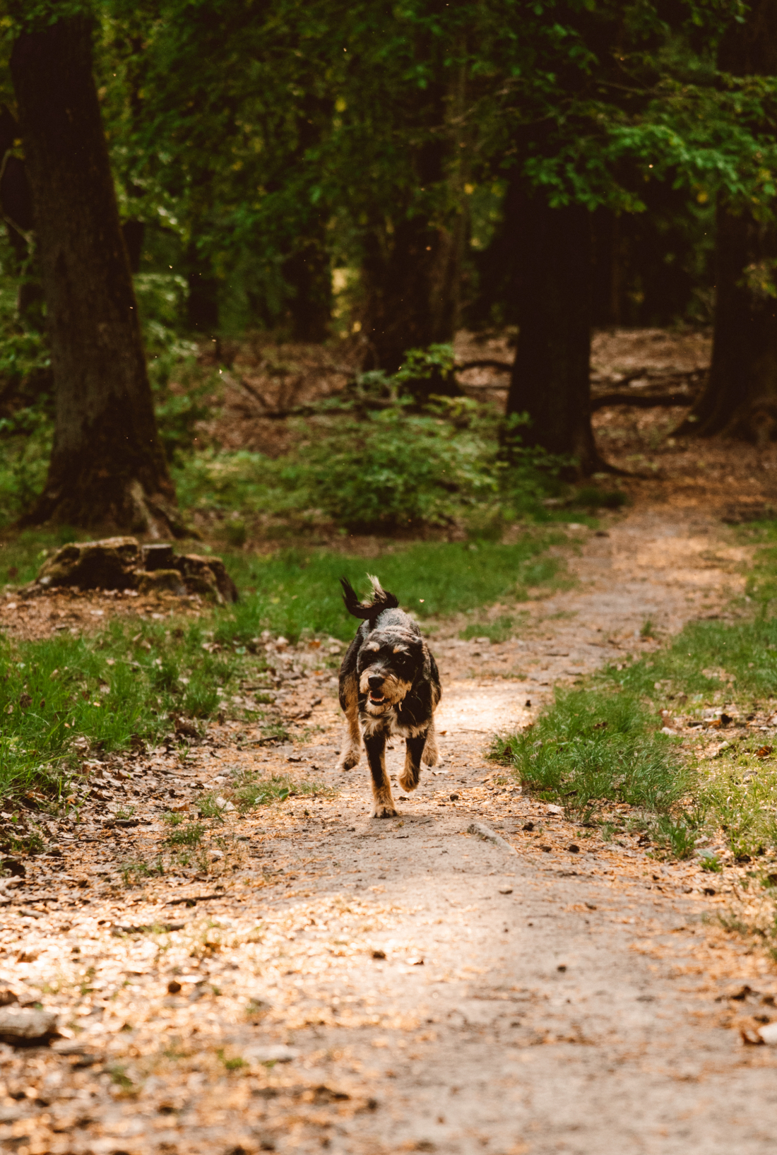 Sozialkontakt-Kurs für kleine Hunde bis ca.12kg 